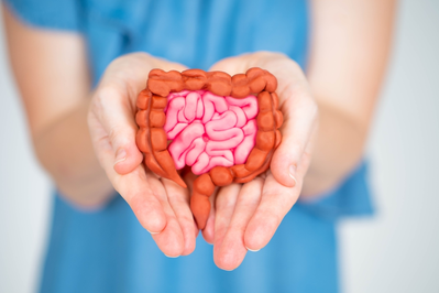 hands holding model of intestines