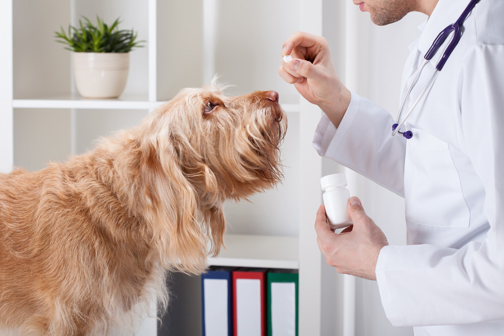 Veterinary Compounding for Providers