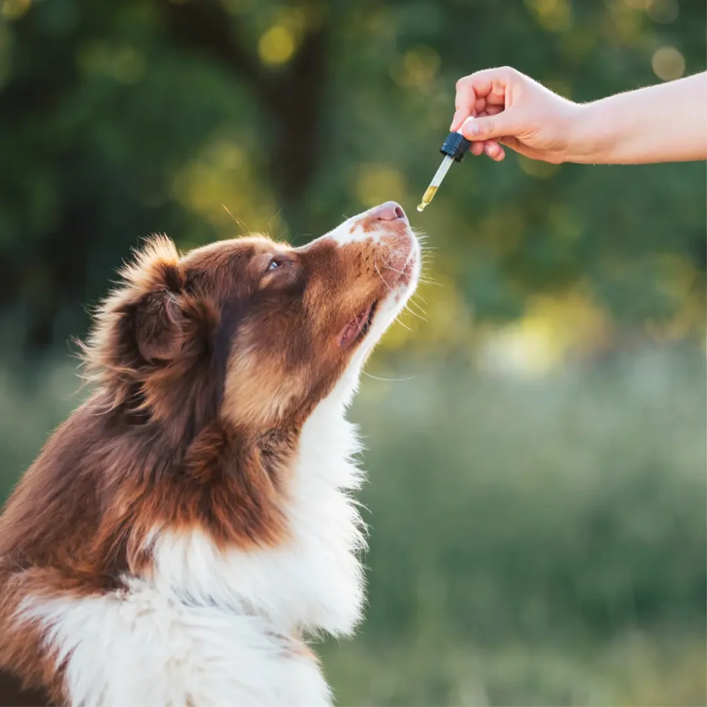 4 (1) veterinary compounding pharmacy