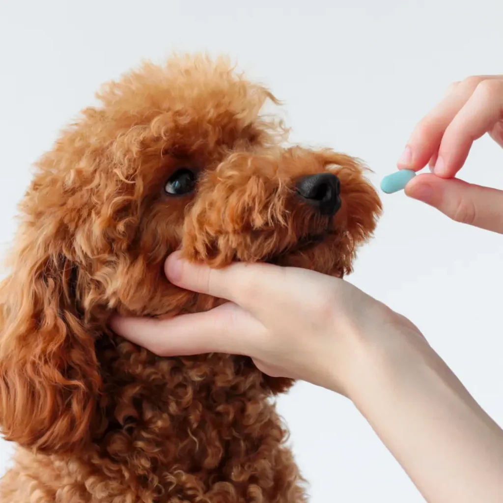 4 veterinary compounding pharmacy